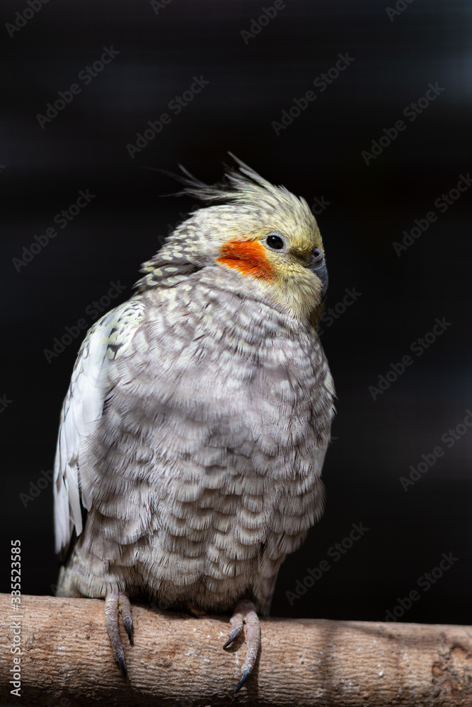 Cockatiel (Nymphicus hollandicus) parrot on a branch against dark background