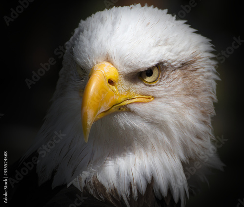 Obraz na plátne Profile Head Shot Of A Bald Eagle, Haliaeetus leucocephalus, Staring With Menace