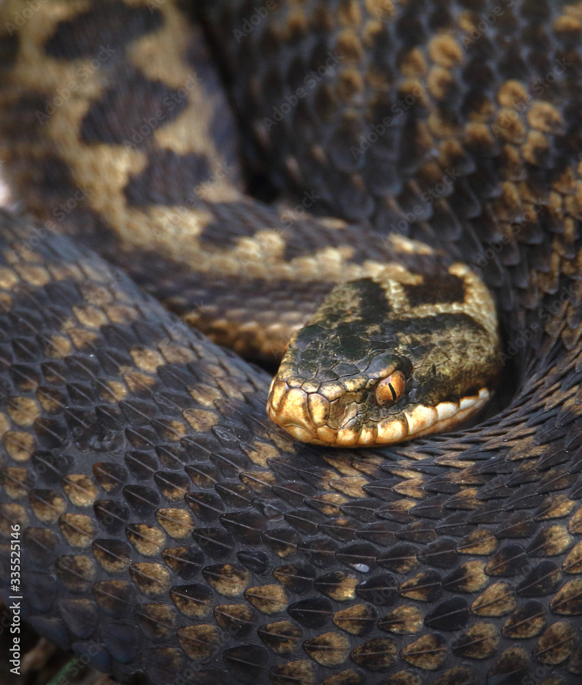 Common Adder, Vipera berus Curled Up With Head In Focus Looking At Camera. UK Common Adder, Vipera berus Curled Up With Head In Focus Looking At Camera. UK