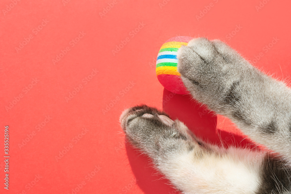 Obraz premium Gray cat paws with round little balls on a red background. The concept of toys for pets, games with cats. Copyspace, minimalism, top view.