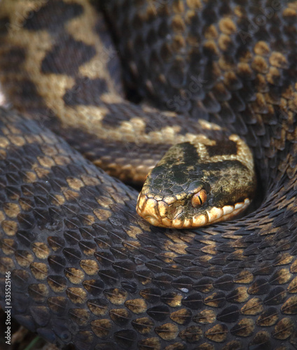 Common Adder, Vipera berus Curled Up With Head In Focus Looking At Camera. UK