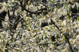 BLÜHENDER OBSTBAUM . KRIECHEN . KRIECHERL . Prunus insititia