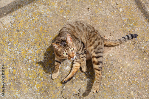 Gato de raza bengal        tumbado al sol y mirando hacia arriba. Felis catus prionailurus bengalensis. Mascota.