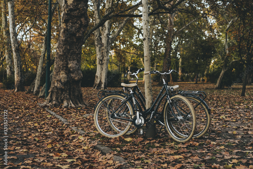 Fototapeta premium bicycle in the park