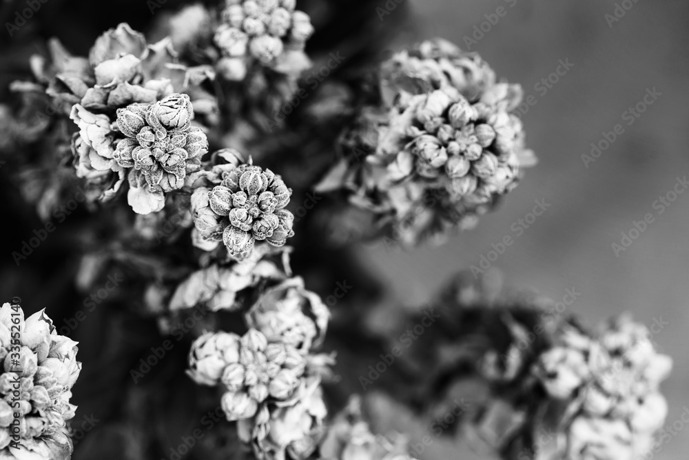 blooming flowers in high contrast black and white blooming flowers in high contrast black and white