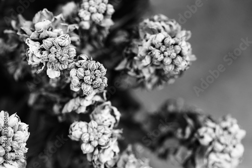 blooming flowers in high contrast black and white