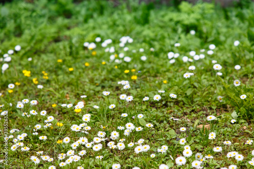 A lawn in the woods where daisies bloom