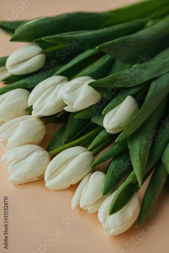Season of bloom white tulips