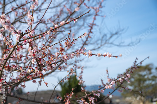 青空と早春の桜【福岡県行橋市】