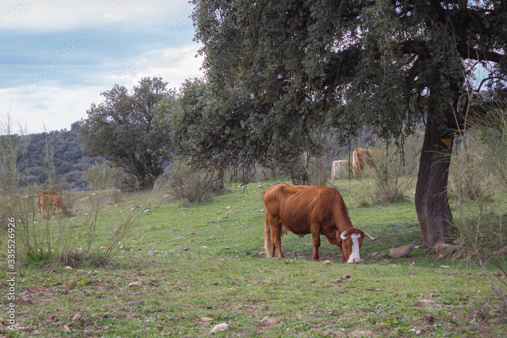 Cow eating grass below a tree