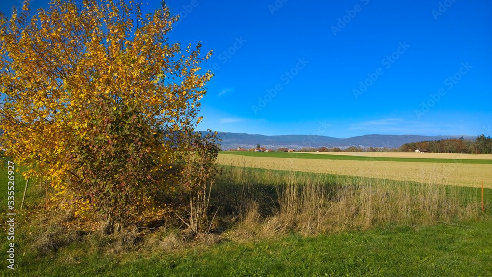 Obraz premium Campagne