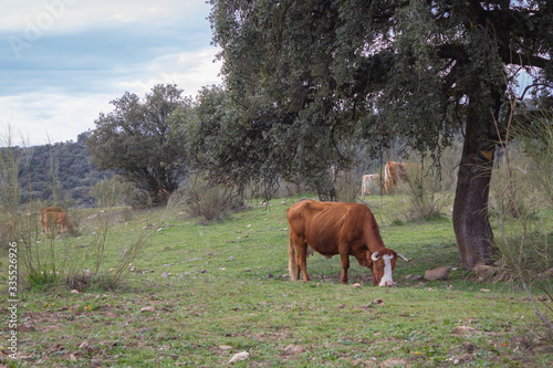 Obraz na płótnie Cow eating grass below a tree w salonie