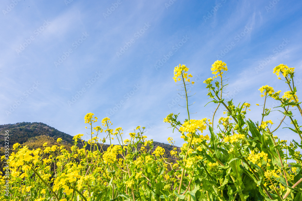 青空と菜の花【福岡県行橋市】 青空と菜の花【福岡県行橋市】