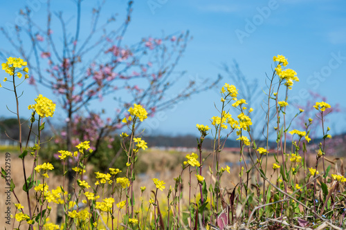 青空と菜の花【福岡県行橋市】