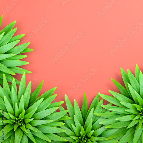 Natural background of lily leaves on coral base. Concept of summer relaxing exotic.