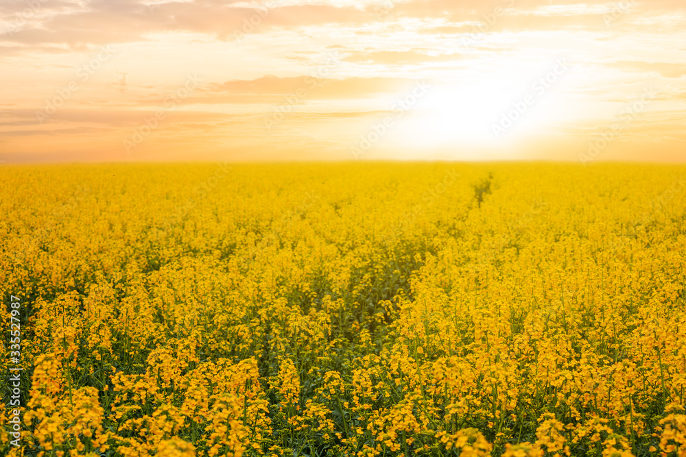 Fototapeta premium yellow rape field at the sunset, agricultural scene