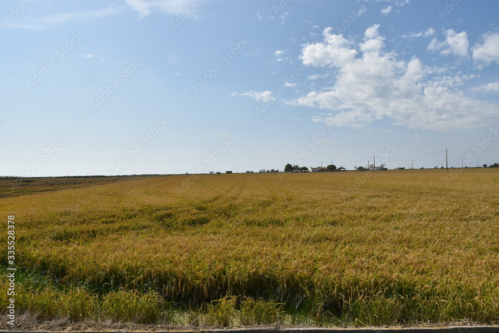 Landscape of rice field of the delta Landscape of rice field of the delta