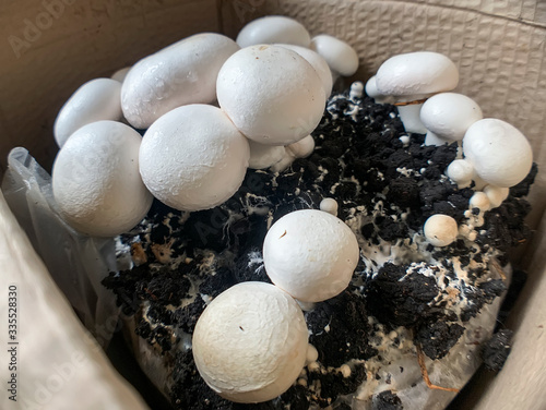 Mushrooms champignons6 Agaricus bisporus, champignon, portobello, common mushroom growing in cardboard box in apartment.
