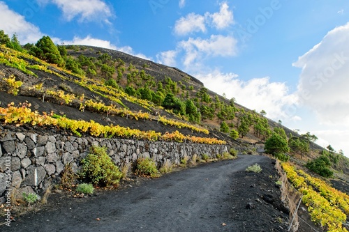 Growing vines on a volcano