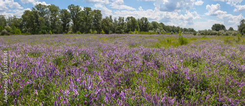 summer prairie with flowers  outdoor panoramic scene