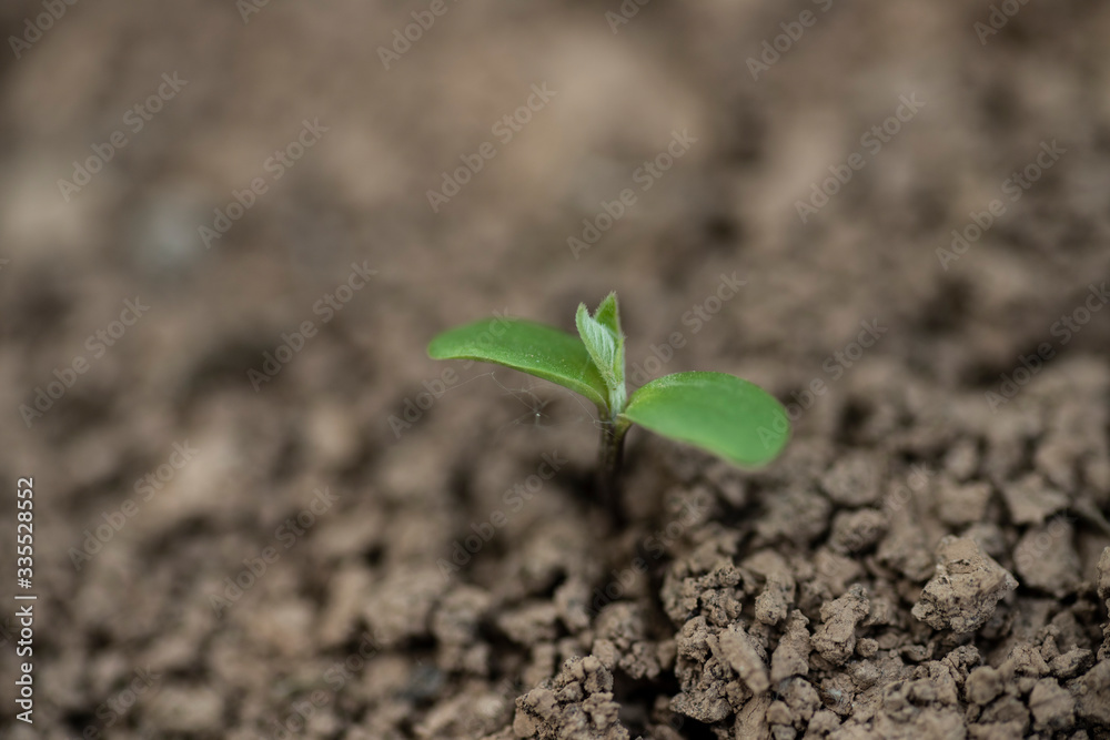 new green bud sprout from soil new green bud sprout from soil