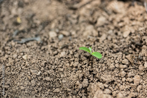 new green bud sprout from soil