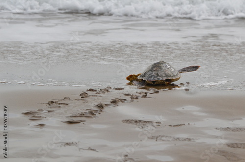Turtle entering the water from the beach leaving the tracks behind on the sand