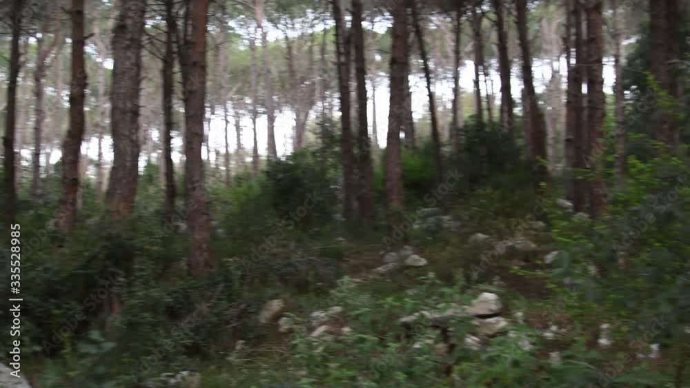 Hiking into pine woods in Lebanon. Hiking into pine woods in Lebanon.
