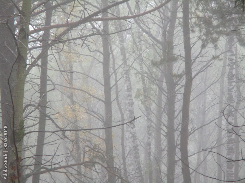 Summer forest in the fog Summer forest in the fog