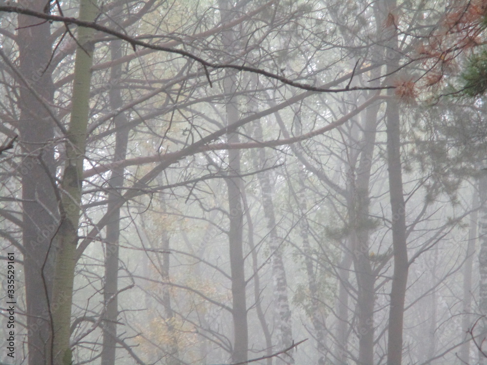 Obraz premium Summer forest in the fog