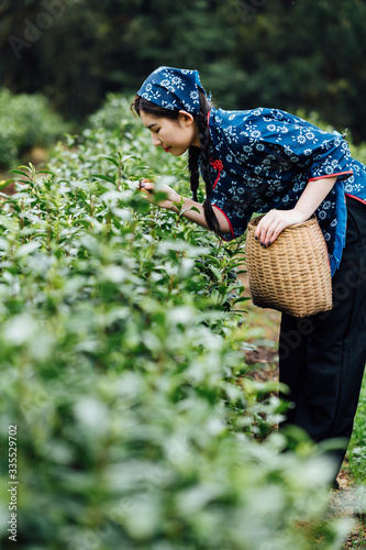 Young Asian girl picking white tea in the tea garden photo