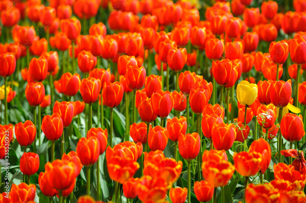 beautiful tulip flowers outdoor on field beautiful tulip flowers outdoor on field