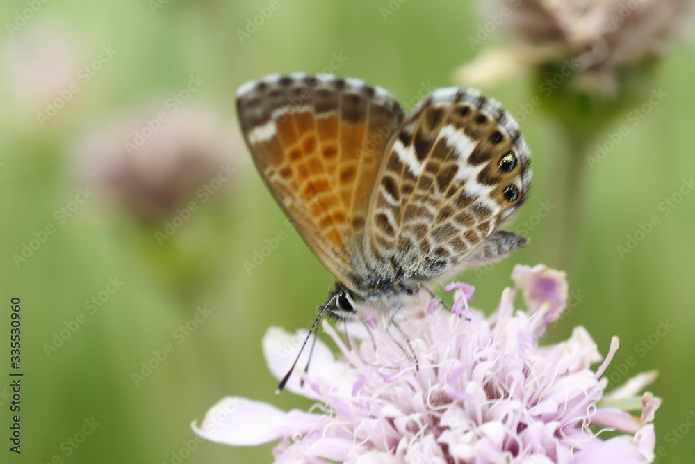 Butterfly sitting on flowers in the garden
Butterfly sitting on flowers in the garden