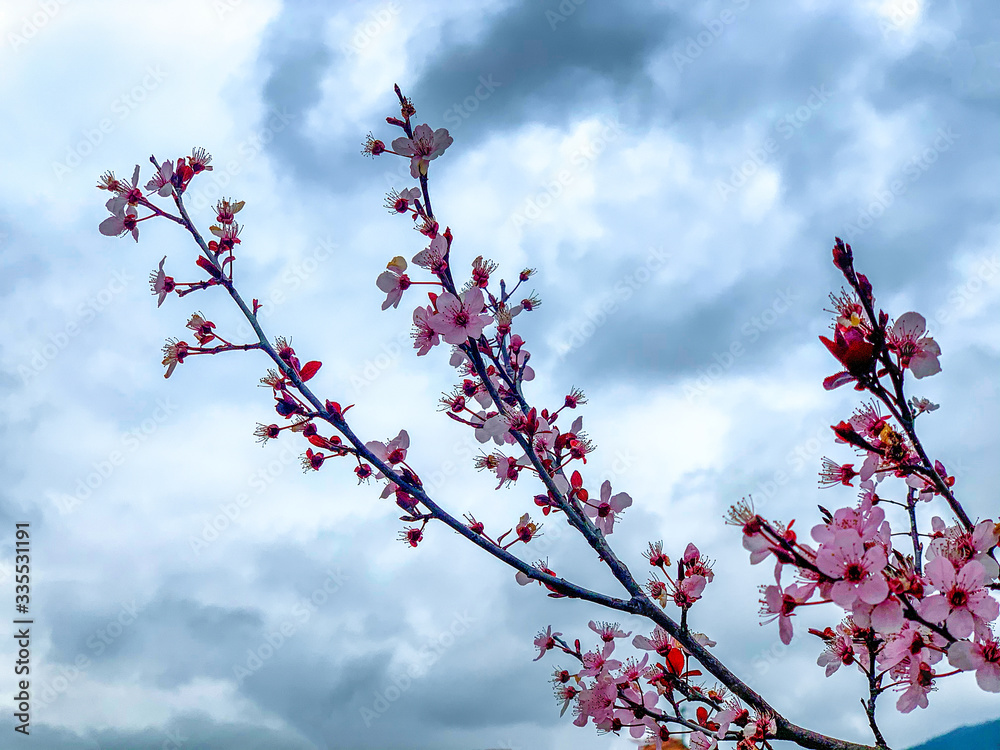 Spring 2020, the flowers bloom giving new life to planet Earth Spring 2020, the flowers bloom giving new life to planet Earth