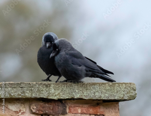 Fotografie jackdaw couple