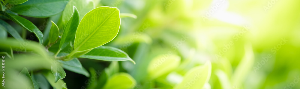 Amazing nature view of green leaf on blurred greenery background in garden and sunlight with copy space using as background natural green plants landscape, ecology, fresh wallpaper concept. Amazing nature view of green leaf on blurred greenery background in garden and sunlight with copy space using as background natural green plants landscape, ecology, fresh wallpaper concept.