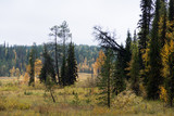 Deep autumn forest in Siberia. Russia