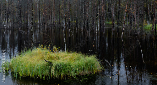 Dark swamp with green tussock