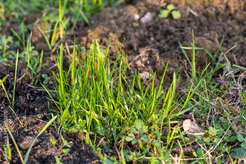 Close-up of first sprouts of lawn green grass in the garden in early spring
