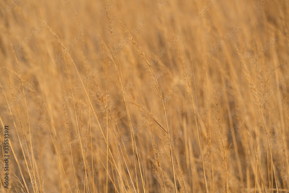 Background image of a field with dry grass panicles Background image of a field with dry grass panicles