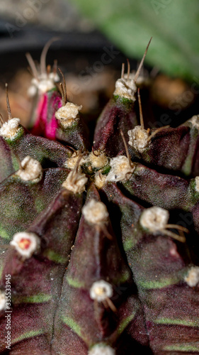 Closeup of beautiful variegated Gymnocalycium mihanovichii cactus photo