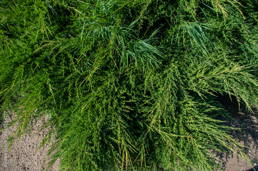 green grass in the forest green grass in the forest