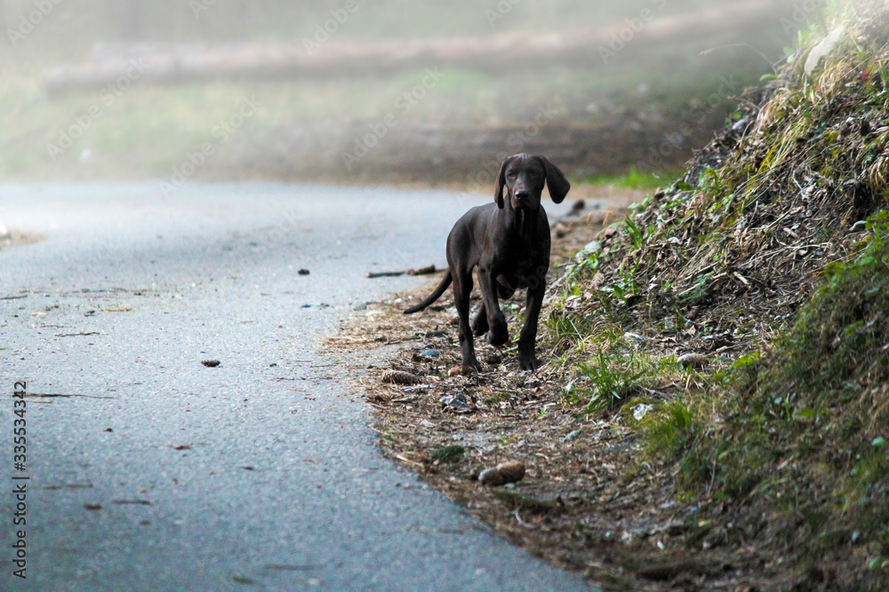 a beautiful German Shorthaired Pointer puppy standing on the edge of a forest road with fog a beautiful German Shorthaired Pointer puppy standing on the edge of a forest road with fog