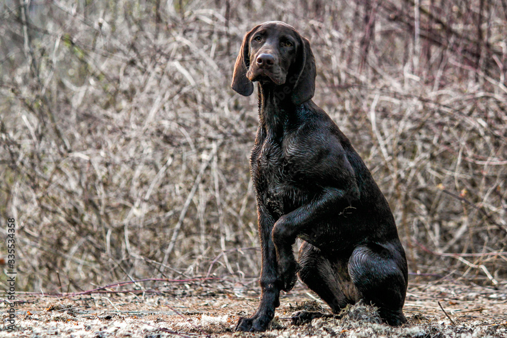 a young puppy German Shorthaired Pointer sitting and pointing in the forest