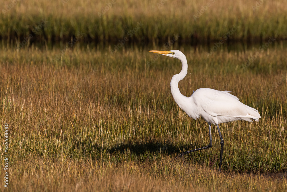 A great egret stepping lively in the marsh at the Jersey shore A great egret stepping lively in the marsh at the Jersey shore