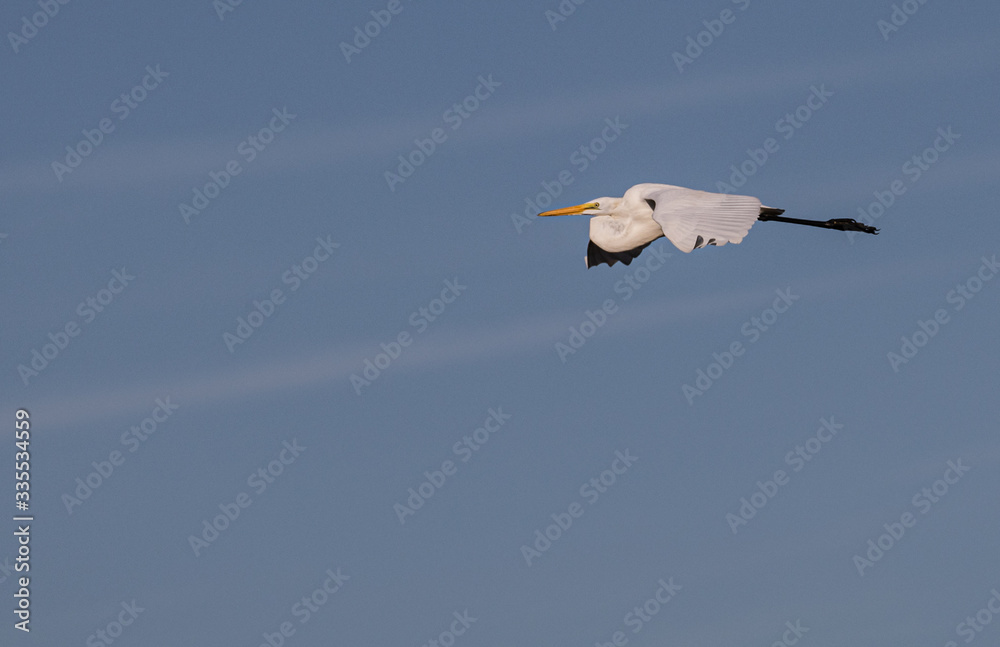 Obraz premium A great egret flying over marshland off the New Jersey coast