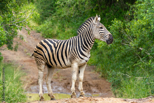 zebra eating grass