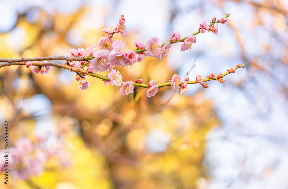 Close-up on a pink plum tree flowers in bloom against a bokeh background.