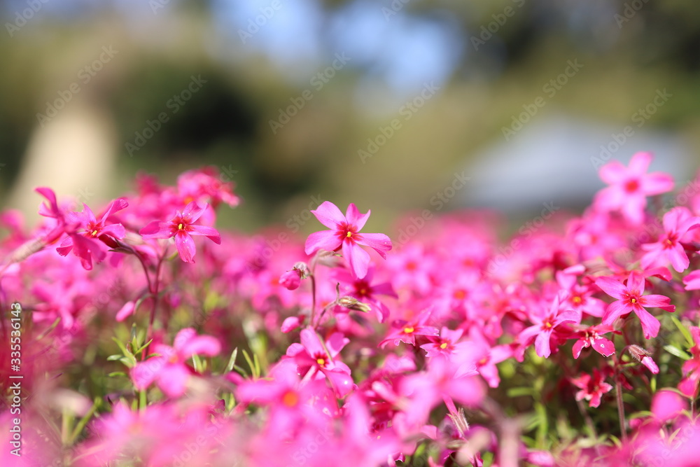 芝桜