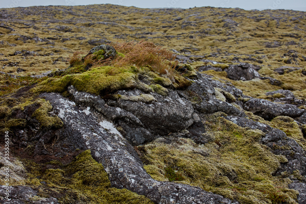 Iceland. lava fields in the moss. Iceland. lava fields in the moss.